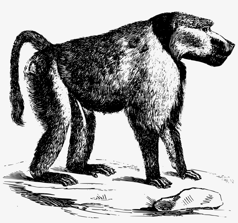 This Free Icons Png Design Of Chacma Baboon, transparent png download