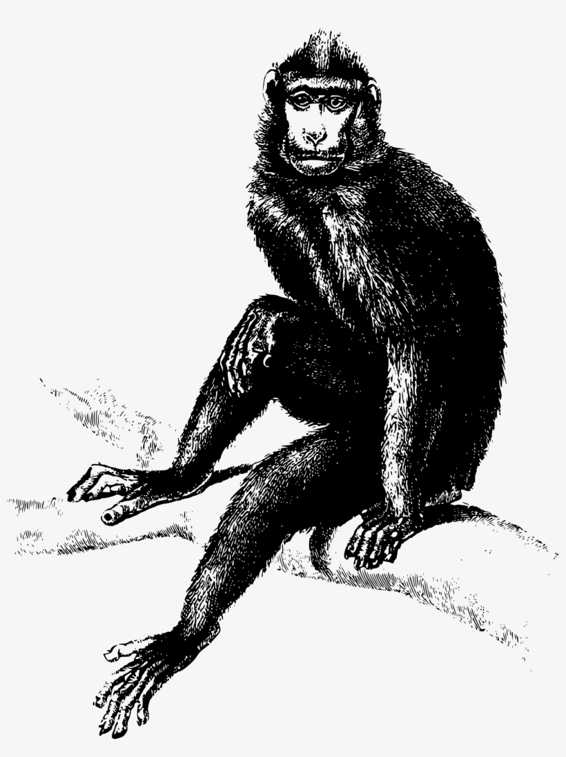 This Free Icons Png Design Of Baboon Monkey, transparent png download