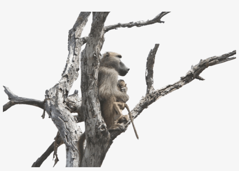 Free Png Baboon Png S Png Images Transparent - Baboons, transparent png download