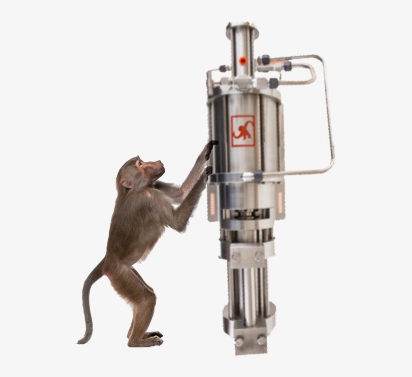 Monkey Pumps, transparent png download