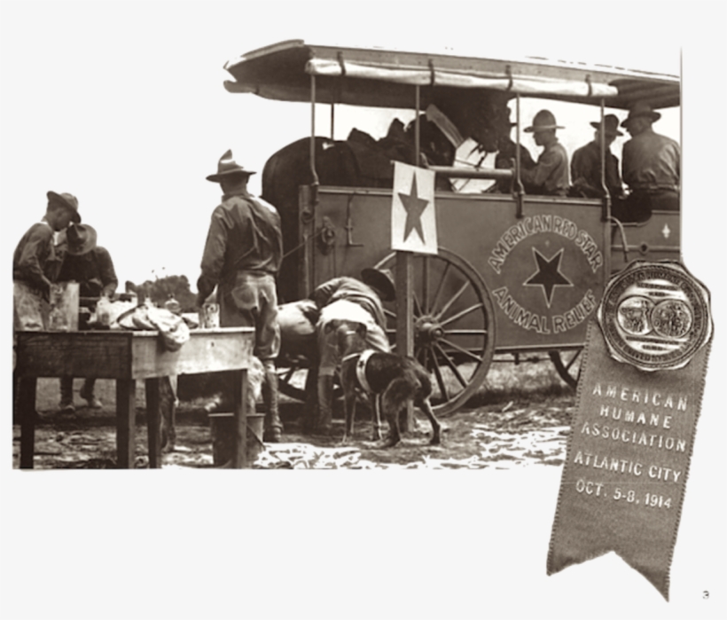During World War I, The American Humane Association, transparent png download