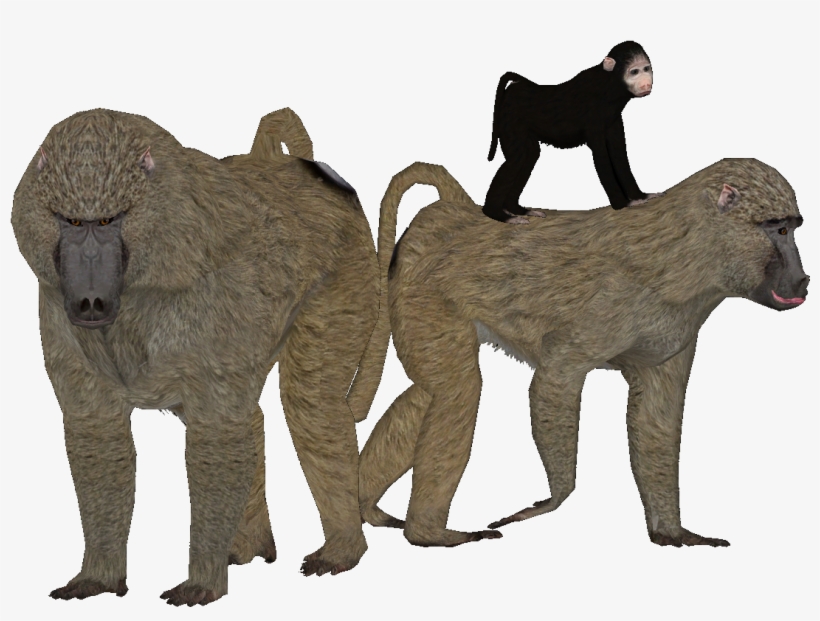 Eqosip9 - Olive Baboon Zt2, transparent png download