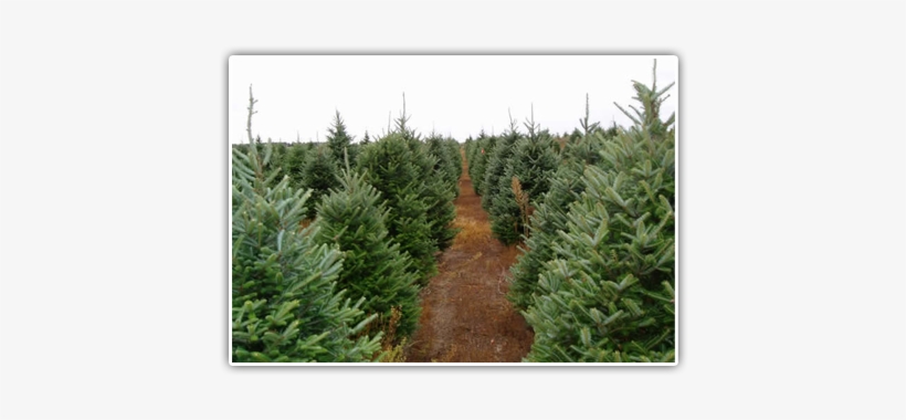 Fraser Fir, transparent png download