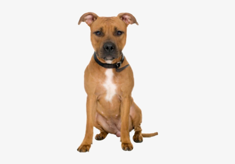 Especies De Pitbull, transparent png download