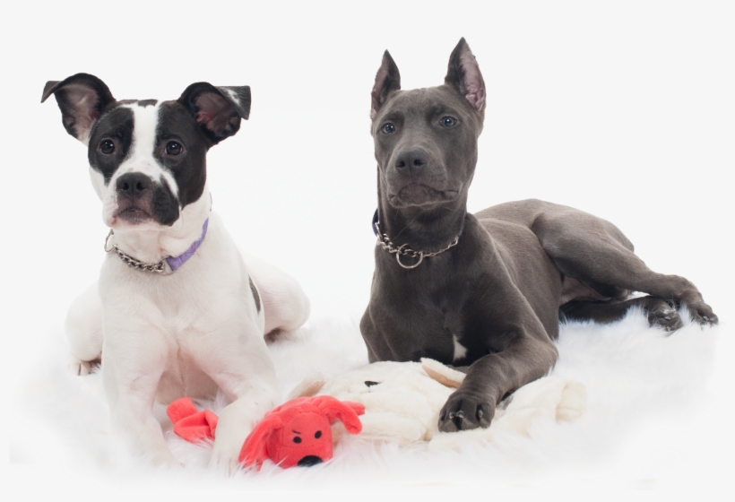 Puppies-training, transparent png download