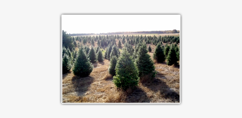 Balsam Fir ) Very Popular Christmas Tree - Fraser Fir, transparent png download