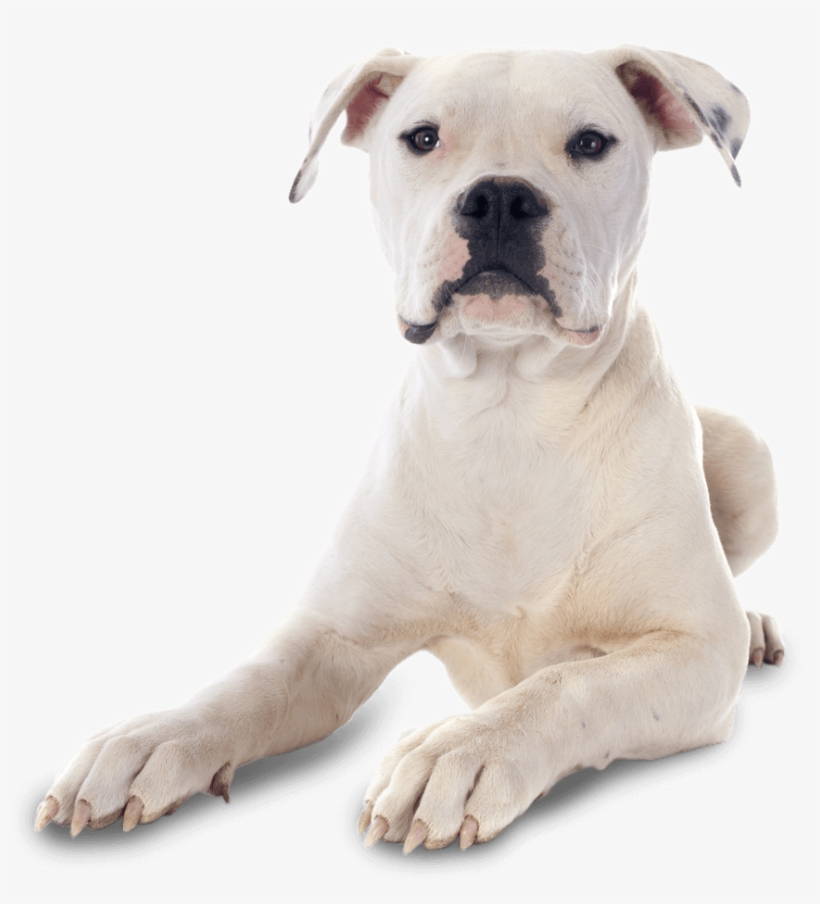 American Bulldog - American Bulldog Puppies Png, transparent png download