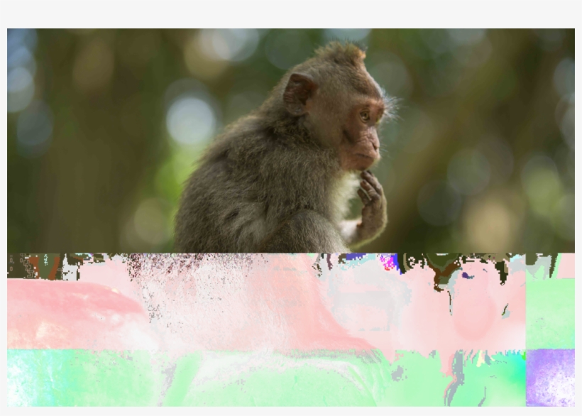 Just Hanging Out - Rhesus Macaque, transparent png download