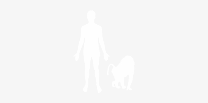 Baboons Are Omnivorous - Illustration, transparent png download