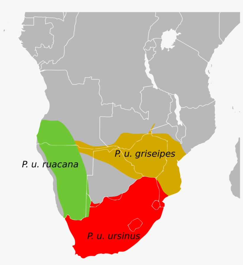 Summary[edit] - Chacma Baboons Map, transparent png download