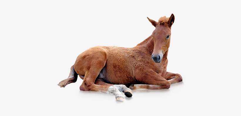 Vetericyn Livestock Care Is Safe For All Animals At - Brown Horse Png, transparent png download