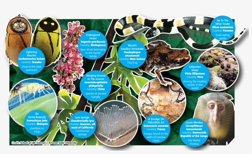 Glowing Cockroach And Monkey With Blue Bits In List - Lascaux Cave Paintings, transparent png download