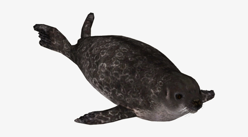Ringed Seal - Stuffed Toy, transparent png download