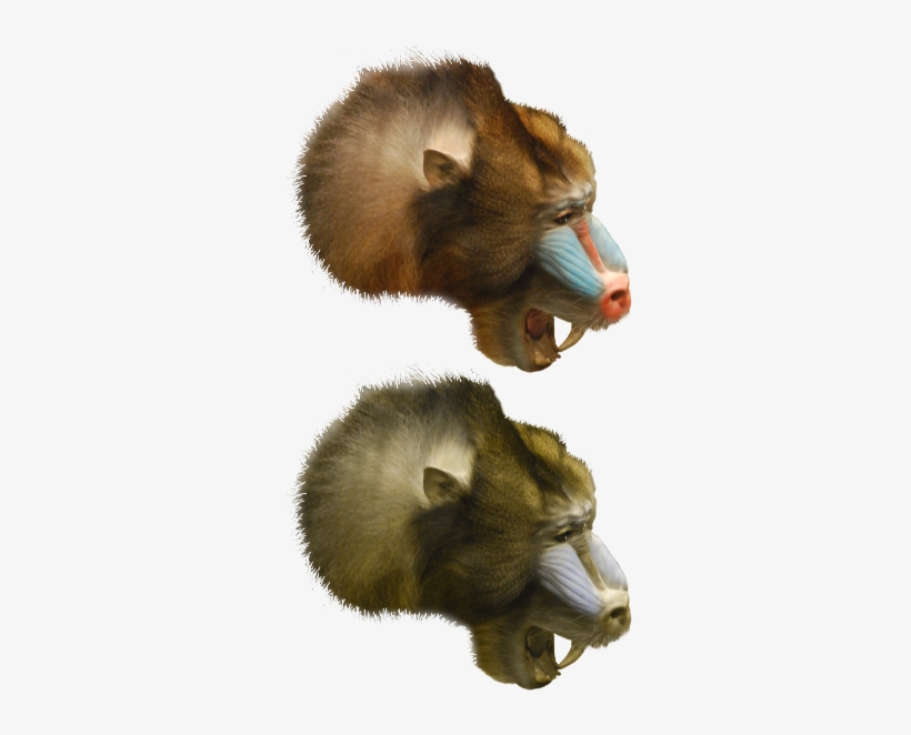 Image Of A Mandrill Represented With Three Colors And - Mandrill, transparent png download