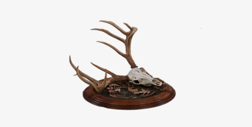 Previous Next - Driftwood, transparent png download