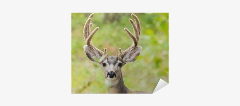 Portrait Of Mule Deer Buck With Velvet Antler Poster - Mule Deer, transparent png download