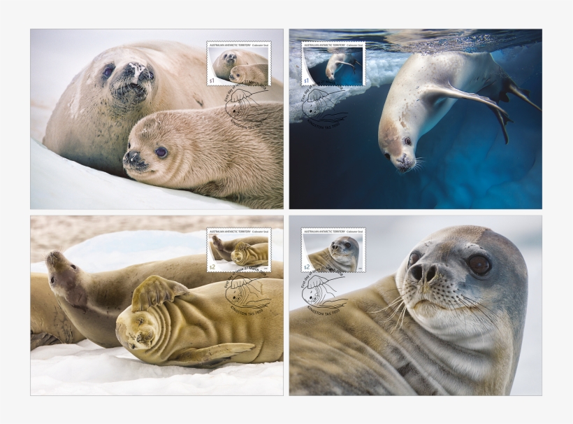 Maxicard Set Maxicard Set - Crabeater Seal, transparent png download