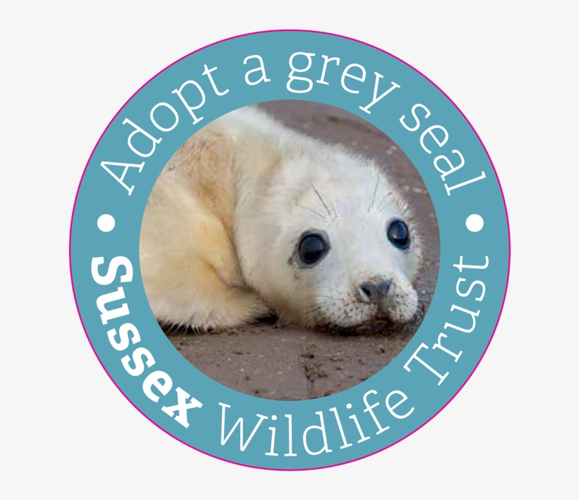 Share This - Fur Seal, transparent png download