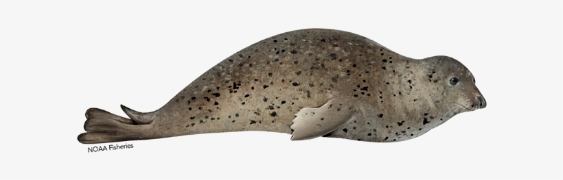 Spotted Seal - Ringed Seal, transparent png download