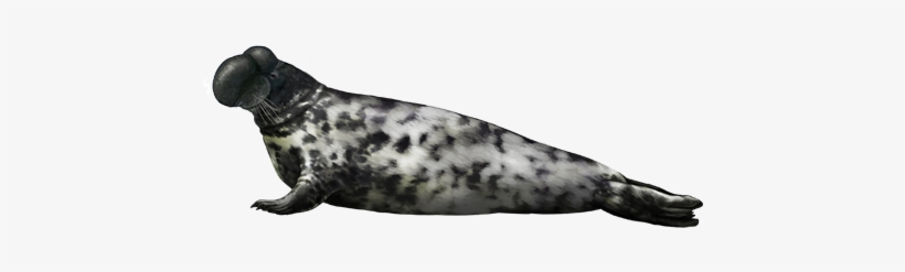 Hooded Seal, transparent png download