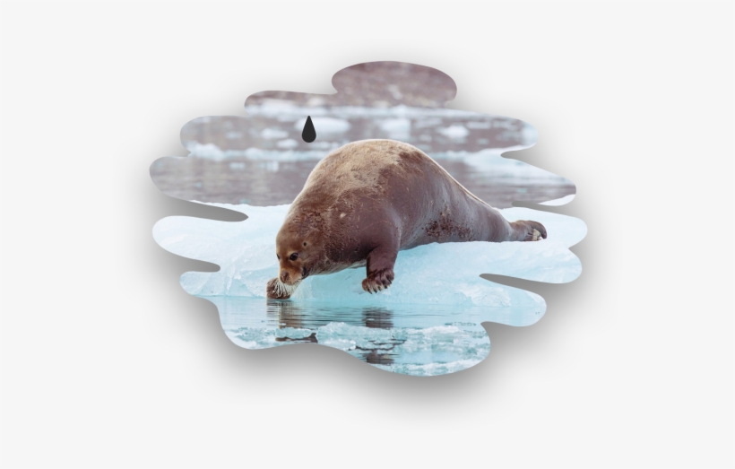 Oil Contamination Can Injure Or Kill Marine Mammals, - Bearded Seal, transparent png download