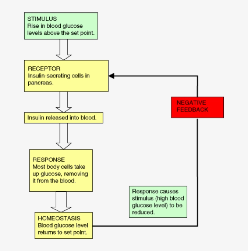 Homeostasis And Regulation In The Human Body - Human Body, transparent png download