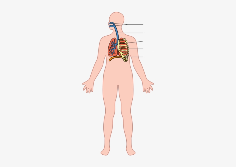 The Respiratory System - Respiratory System Whole Body, transparent png download