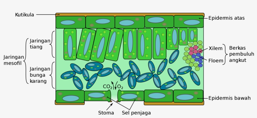 Open - Organ Daun, transparent png download