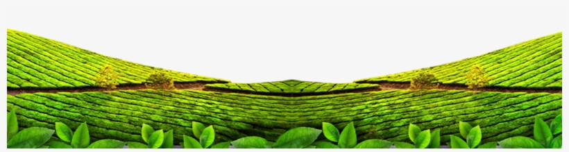 Bg Footer Polos - Daun Tehpng, transparent png download