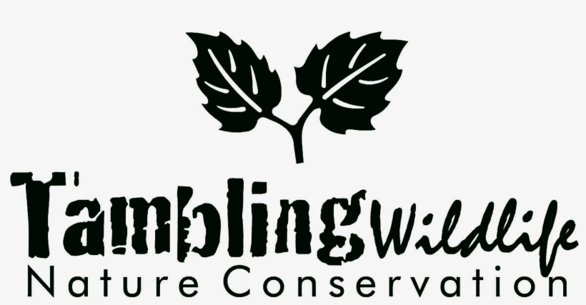 Tambling-daun Hitam - Professional Practice In Health Care Marketing: Proceedings, transparent png download