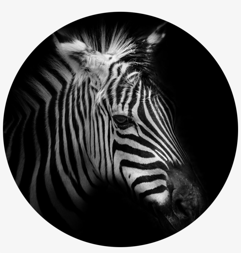Kalendář Nástěnný 2017 - Moments Of The Nature, transparent png download