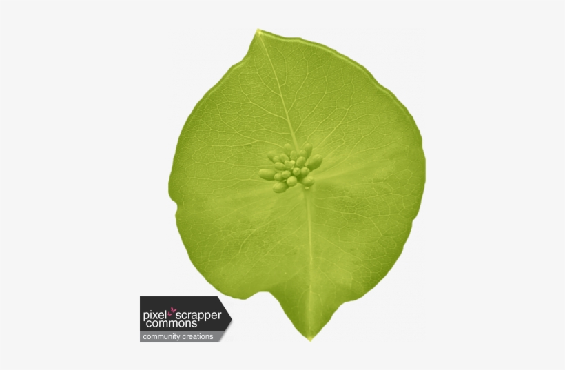 Garden Leaf From The Jungle - Beach Moonflower, transparent png download