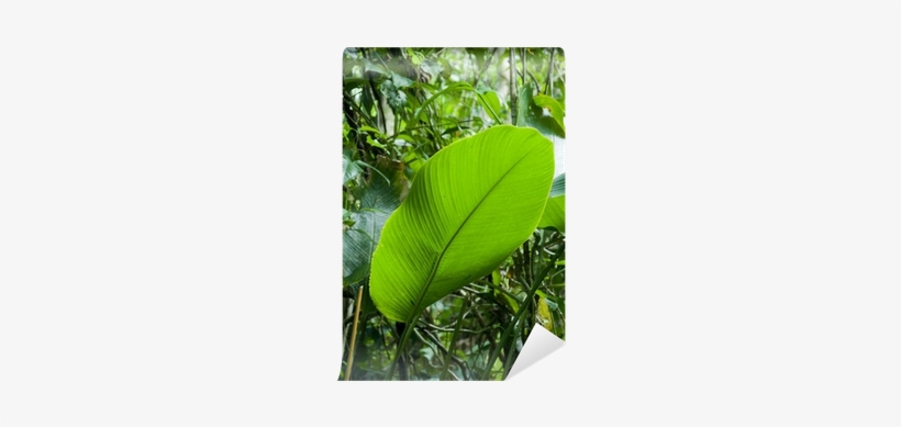 Rainforest, transparent png download