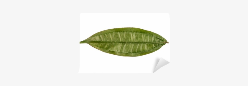 White, transparent png download