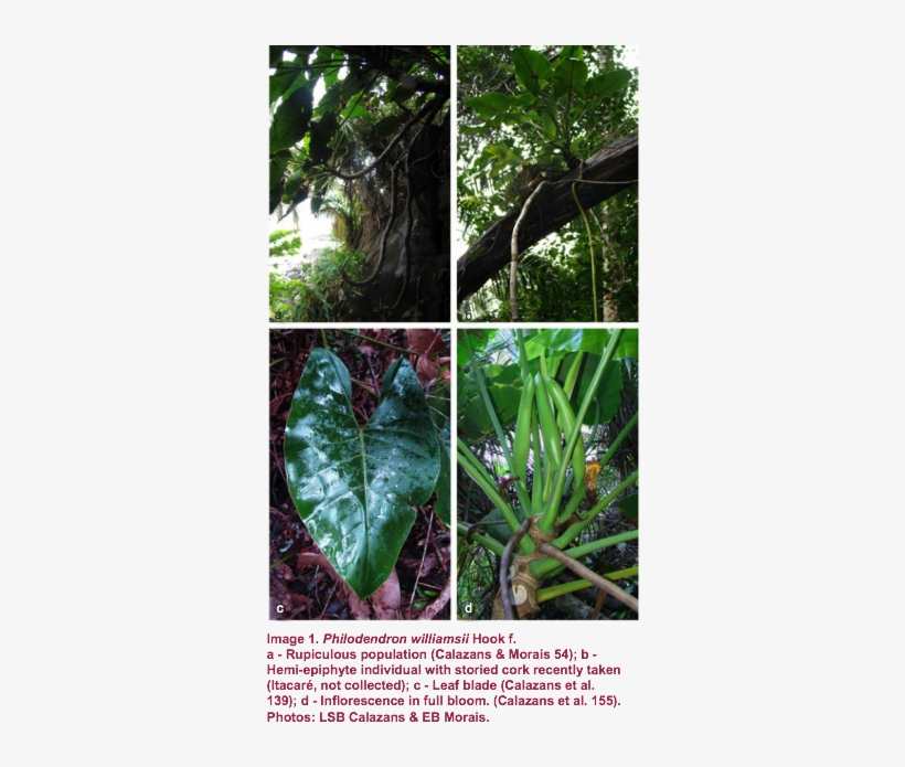 Image004 - Jungle, transparent png download