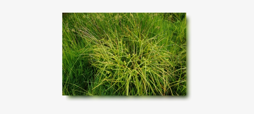 Wetlands - - Sweet Grass, transparent png download