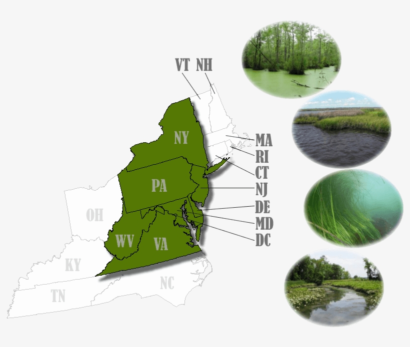 Forested Wetland - Wetland, transparent png download