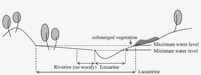Wetland Type - Diagram, transparent png download