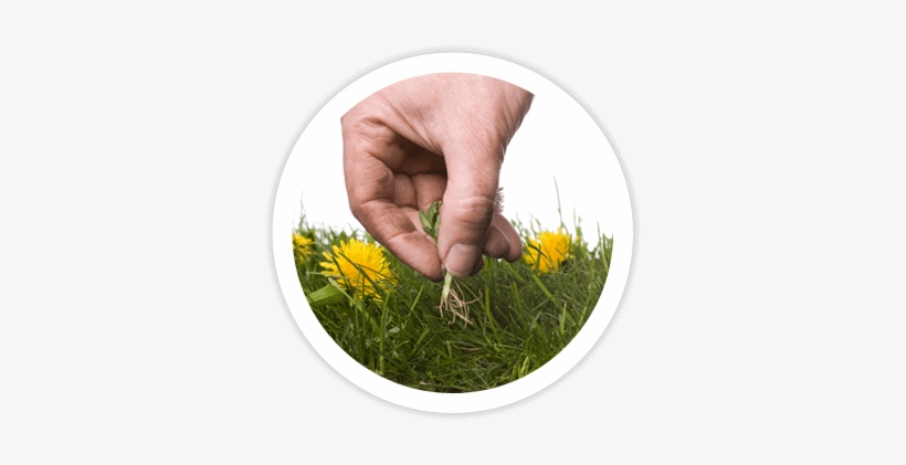 Landscape Cleanups - Abrock Pest Management, transparent png download