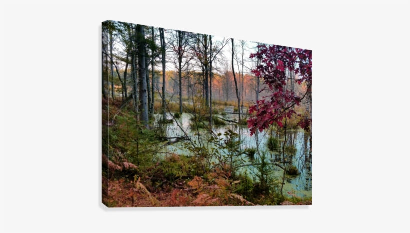 Quiet Wetland Canvas Print - Riparian Forest, transparent png download