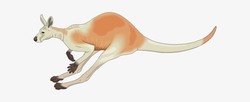 Small - Jumping Kangaroo Clipart Gif, transparent png download