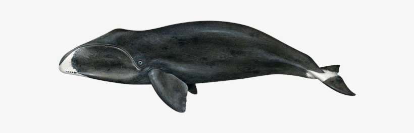 Bowhead Whale, transparent png download