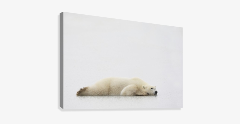 Polar Bear Laying Down Canvas Print - Polar Bear, transparent png download