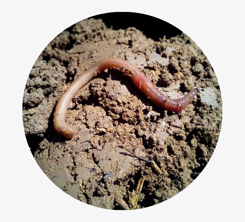 Worm, transparent png download