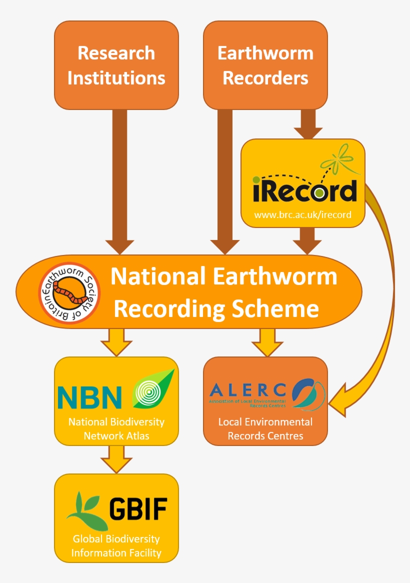 Journey Of An Earthworm Record - Earthworm Society Of Britain, transparent png download