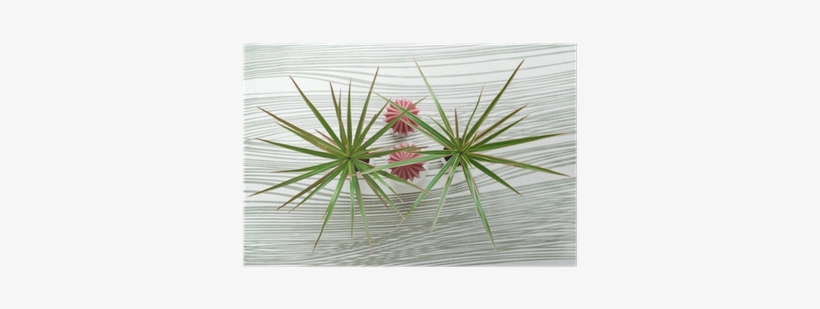 Top View Of Two Yucca Plants On Waved Background - Hedgehog Cactus, transparent png download