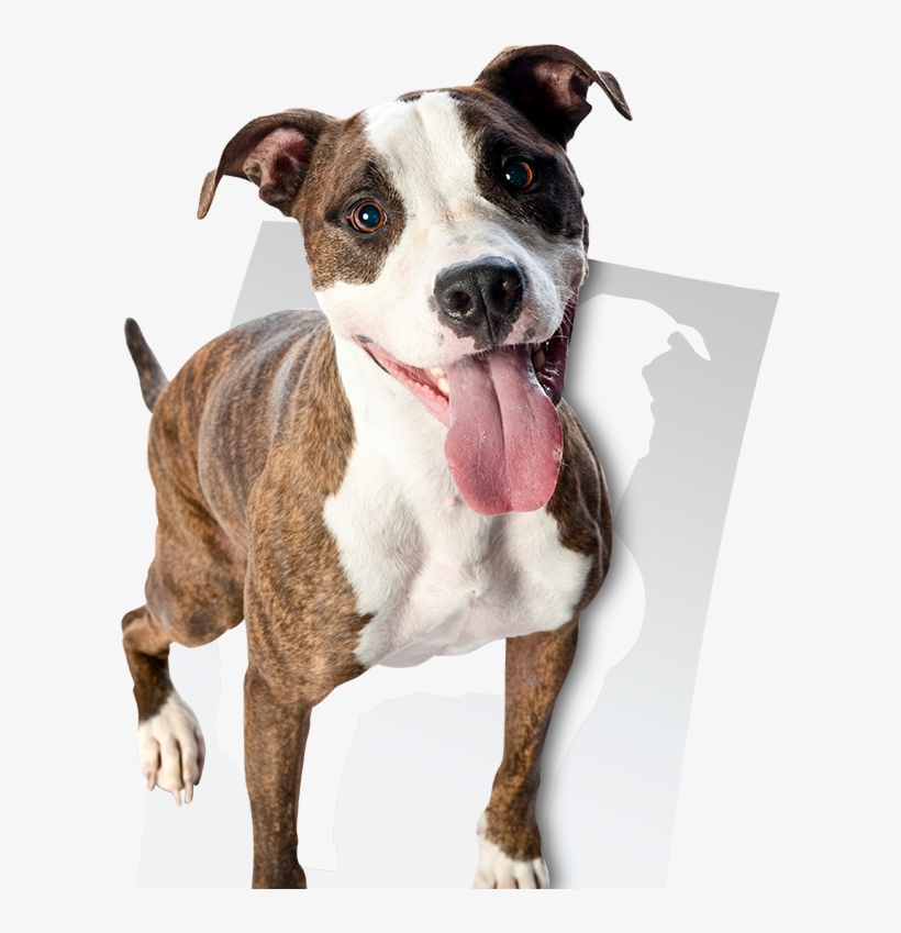 Dog - American Staffordshire Terrier, transparent png download