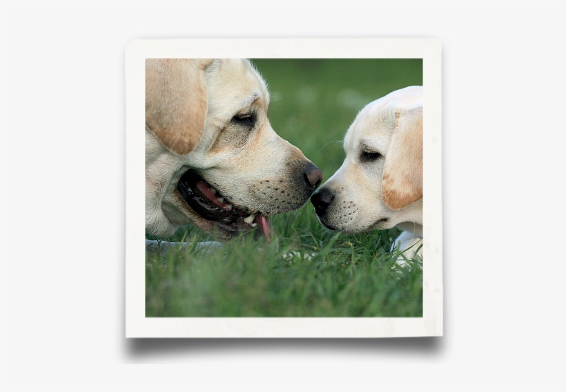 Code Of Ethics - Labrador Retriever, transparent png download