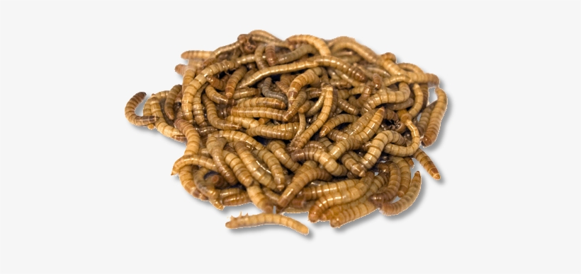 Live Mealworms 10,000 Pack - Mealworm, transparent png download