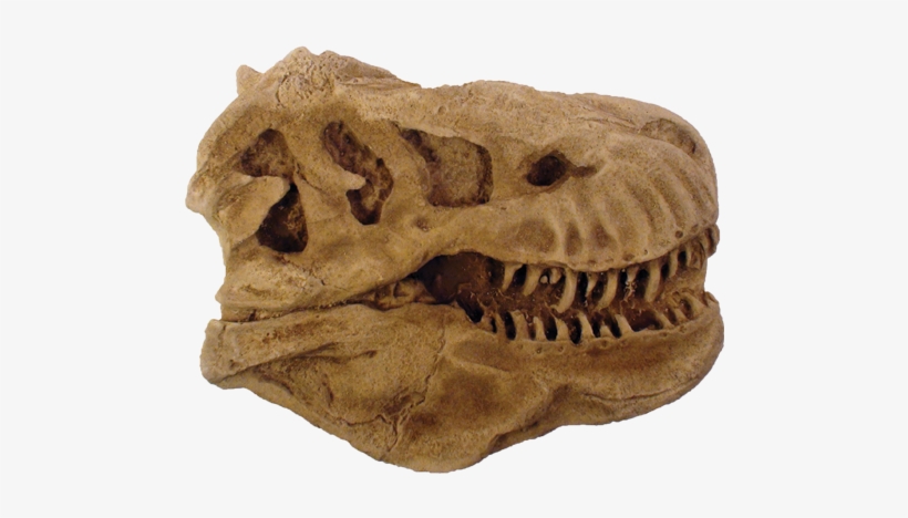 T Rex Head Paper Weight - Skull, transparent png download